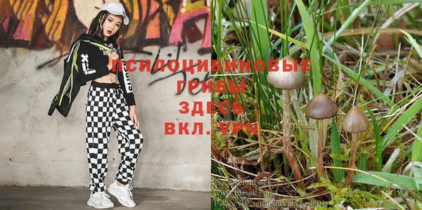 ешки Аркадак